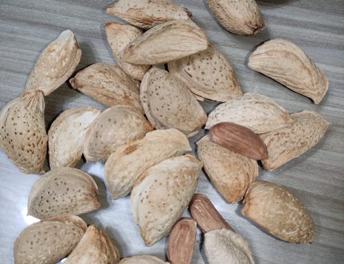 نهال بادام پویا